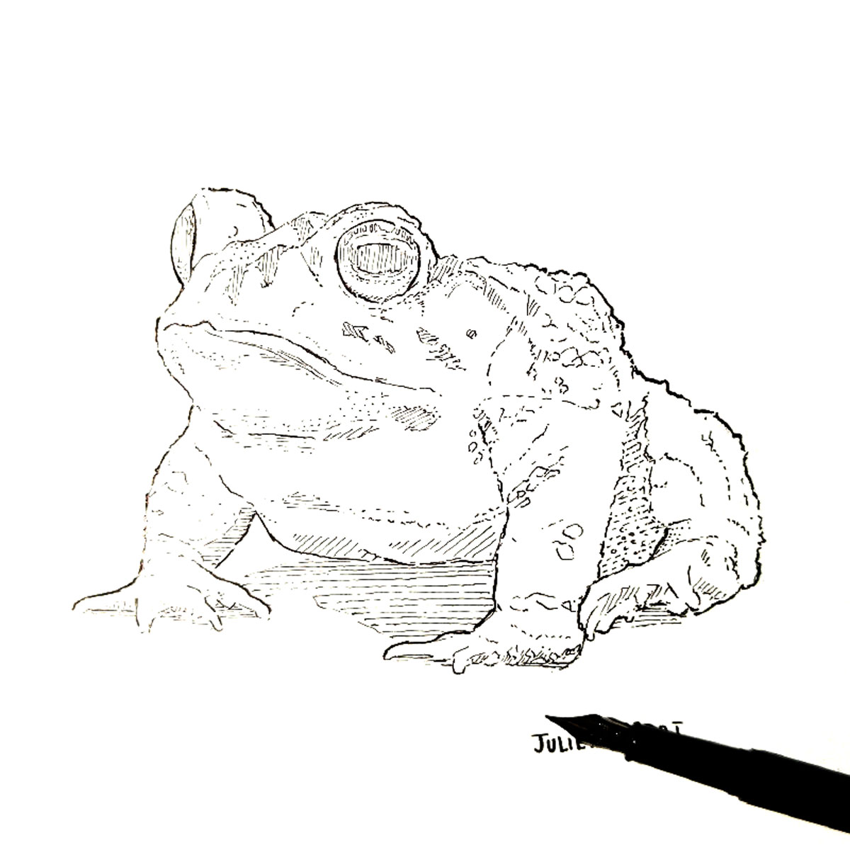 Bufo Bufo